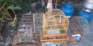 oito gaiolas de diferentes tamanhos com os pássaros juntas no chão ao lado de dois botiç=jões de gás