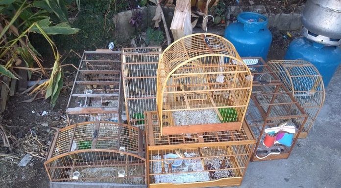 oito gaiolas de diferentes tamanhos com os pássaros juntas no chão ao lado de dois botiç=jões de gás