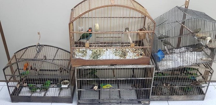 Gaiolas com pássaros presos