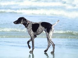 cachorro com rabo cortado andando na beira do mar