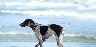 cachorro com rabo cortado andando na beira do mar