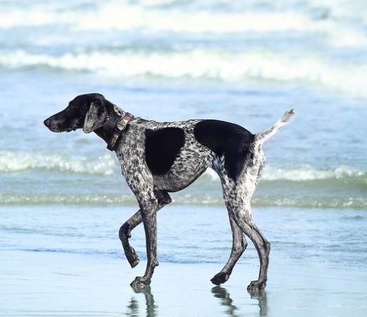 cachorro com rabo cortado andando na beira do mar