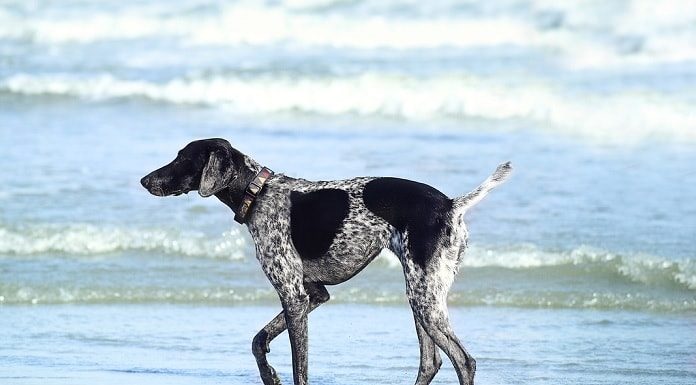 cachorro com rabo cortado andando na beira do mar