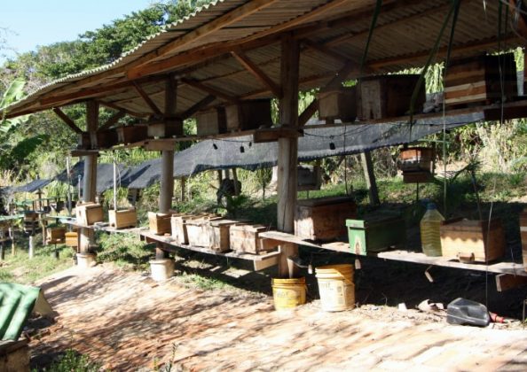 dezenas de caixas de abelhas em prateleiras sobre telhadinho