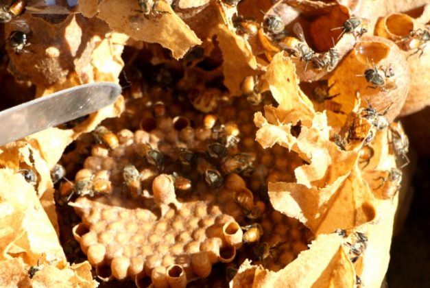 colmeia aberta com disco ao centro e abelhas em volta