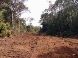 Desmatamento ilegal flagrado em operação chega a 644 hectares área de terra aberta desmatada no meio de uma mata