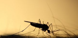 SC bate recorde de casos de dengue - close em silhueta de um mosquito picando uma pessoa com pelos em volta