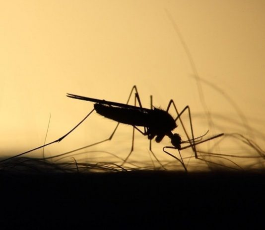 SC bate recorde de casos de dengue com 4,6 mil pessoas infectadas, 93% autóctone SC bate recorde de casos de dengue - close em silhueta de um mosquito picando uma pessoa com pelos em volta