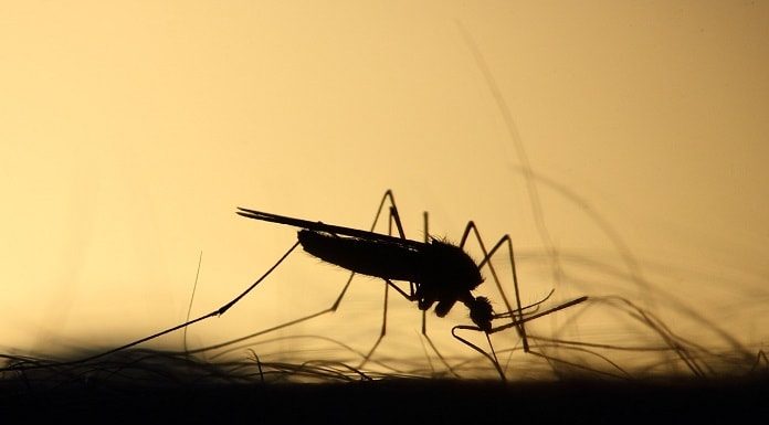 SC bate recorde de casos de dengue - close em silhueta de um mosquito picando uma pessoa com pelos em volta