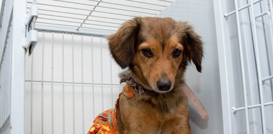São José lança edital para resgate, lar temporário e atendimento veterinário pequeno cachorro em gaiola aberta