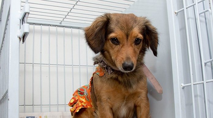 pequeno cachorro em gaiola aberta