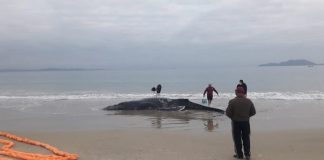 foto de dia mostra a baleia enterrada na beira da praia, com pouca água em volta e pessoa em volta