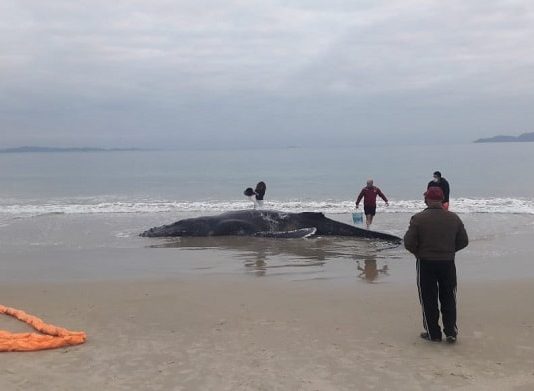 foto de dia mostra a baleia enterrada na beira da praia, com pouca água em volta e pessoa em volta