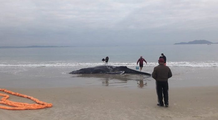 foto de dia mostra a baleia enterrada na beira da praia, com pouca água em volta e pessoa em volta