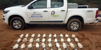 70 pinguins mortos colocados no chão ao lado de uma caminhonete