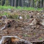 bases de troncos de árvores cortadas em área desmatada; árvores ao fundo