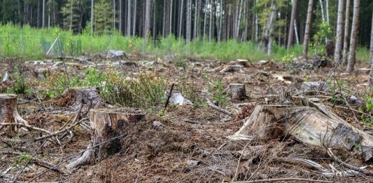 SC perdeu 37 km² de mata nativa em 3 anos bases de troncos de árvores cortadas em área desmatada; árvores ao fundo