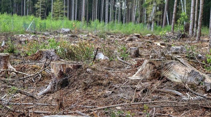 bases de troncos de árvores cortadas em área desmatada; árvores ao fundo