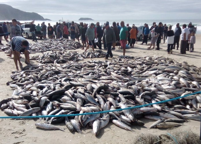 grande quantidade de tainhas aglomeradas na areia da praia e multidão em volta