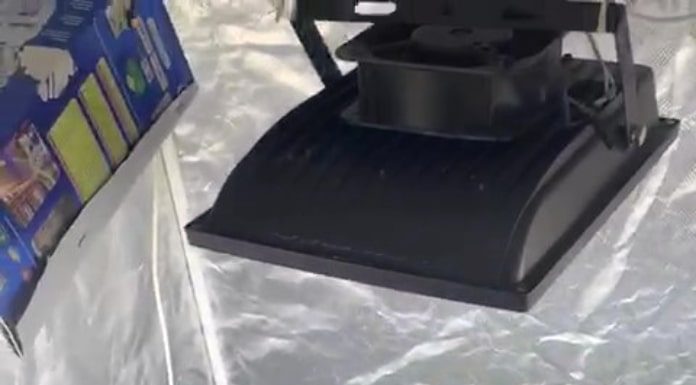 mudas de maconha em uma pequena estufa