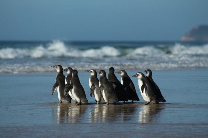 grupo de pinguins juntos na beira do mar andando em direção à água