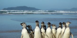 grupo de pinguins juntos na beira do mar