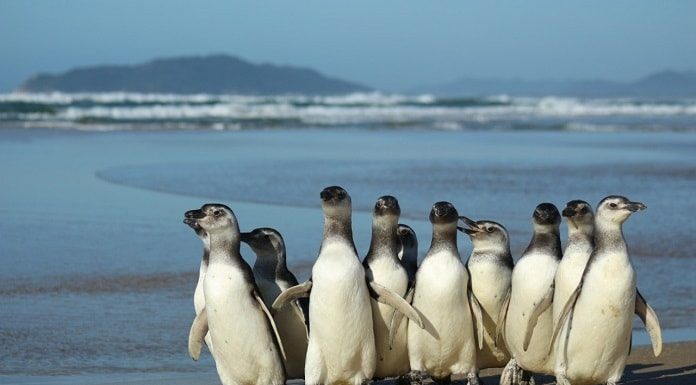 grupo de pinguins juntos na beira do mar