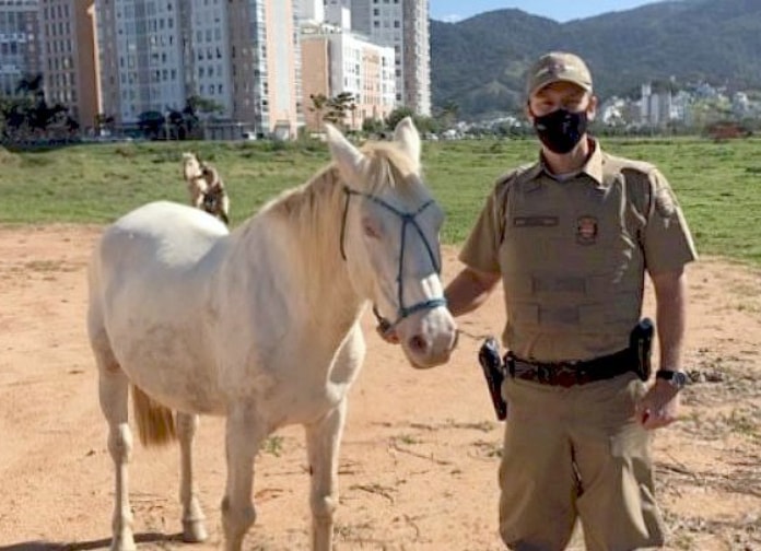 policial militar de sc usando uniforme e máscara olha para a câmera ao lado de cavalo branco e área de terra e pato ao fundo; prédios grandes e montanha ao longe