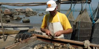 homem com boné e avental mexe em ostras sobre estrutura de madeira e tela na beira de praia com armadilhas de pesca ao fundo; pedras no mar