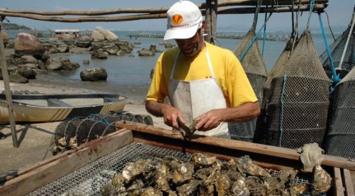 homem com boné e avental mexe em ostras sobre estrutura de madeira e tela na beira de praia com armadilhas de pesca ao fundo; pedras no mar