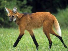 lobo-guará andando em um gramado