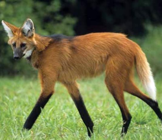 Nova cédula de R$ 200 entra em circulação na quarta-feira lobo-guará andando em um gramado