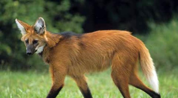 lobo-guará andando em um gramado