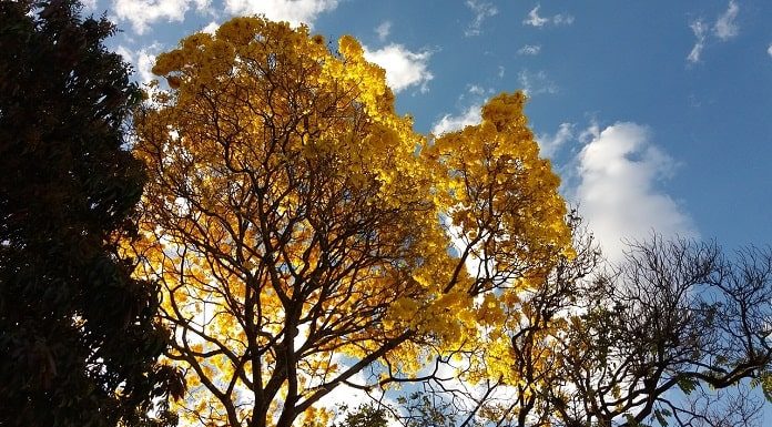ipê amarelo florido visto de baixo entre outras duas árvores
