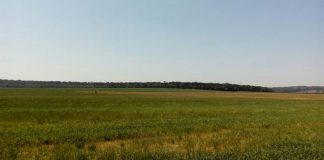 grande campo com arvores na linha do horizonte