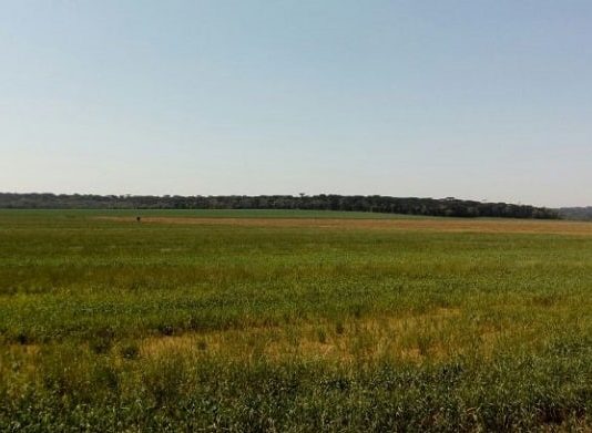 grande campo com arvores na linha do horizonte