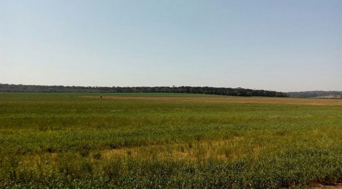 grande campo com arvores na linha do horizonte