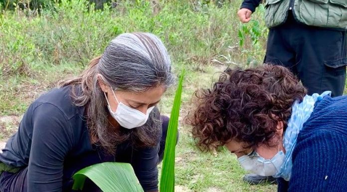 duas pessoas usando máscaras abaixadas ajeitando muda recém plantada