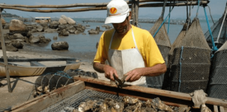 Homem de frente, com avental e boné branco, cortando moluscos e atrás tem a praia