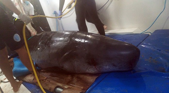 filhote de baleia sobre maca com homens em pé em volta