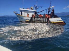 grande quantidade de peixes no cerco da rede ao lado do barco, com dez homens na lateral olhando para a água