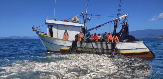 Embarcações cumprem cota e safra industrial de tainha é encerrada grande quantidade de peixes no cerco da rede ao lado do barco, com dez homens na lateral olhando para a água