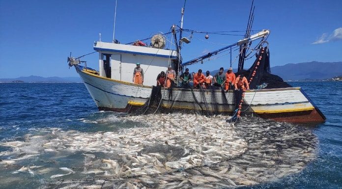 grande quantidade de peixes no cerco da rede ao lado do barco, com dez homens na lateral olhando para a água