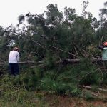 grande árvores pinus caída com dois homens em cada ponta no meio dos galhos cortando; usam equipamentos de proteção, como capacete