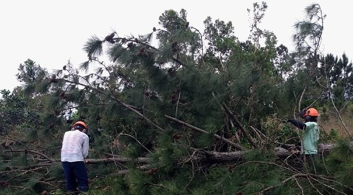 grande árvores pinus caída com dois homens em cada ponta no meio dos galhos cortando; usam equipamentos de proteção, como capacete