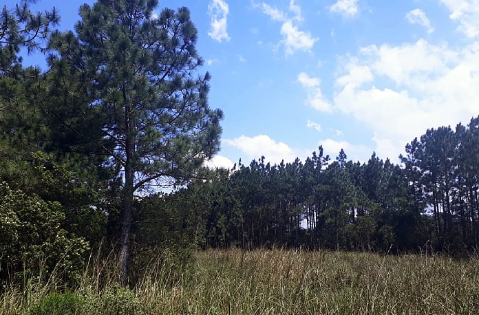 área vegetação uniforme baixa com pinus em volta