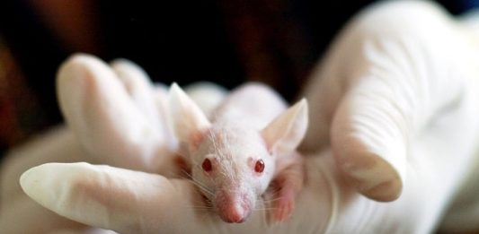 Uso de animais em testes de produtos cosméticos, higiene e perfumes em SC passa a ser proibido pessoas usando luvas segura rato branco de laboratório