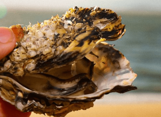 Uma pessoa segurando uma ostra com o fundo do mar desfocado