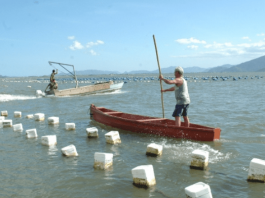 Dois barcos, em cada um tem um homem em pé remando