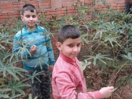 Escolas municipais de São José participam de projeto de educação agroecológica Gustavo e Otávio, de camisa azul e vermelha mexendo nas suas plantações de gengibre e açafrão